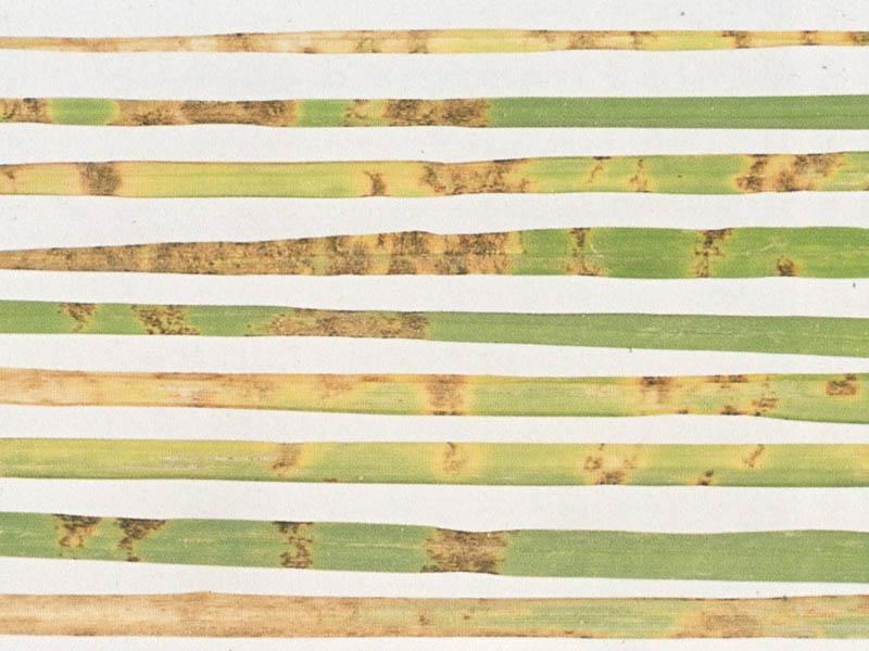 Blattfleckenkrankheit Blattfleckenkrankheit