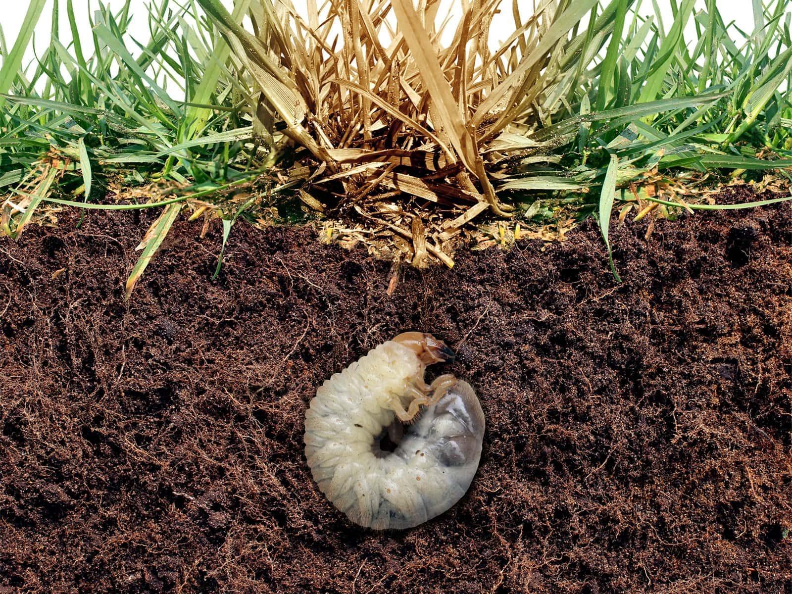 Engerlinge bekämpfen mit Nematoden Engerlinge bekämpfen mit Nematoden