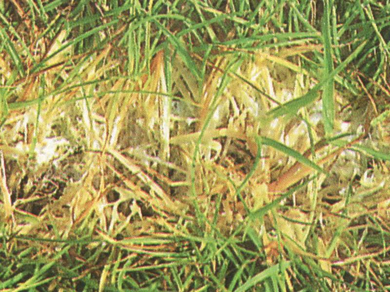 Fusariumbefall Fusariumbefall