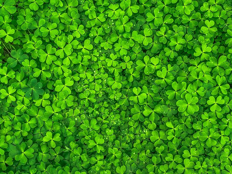 Klee im Rasen Klee im Rasen