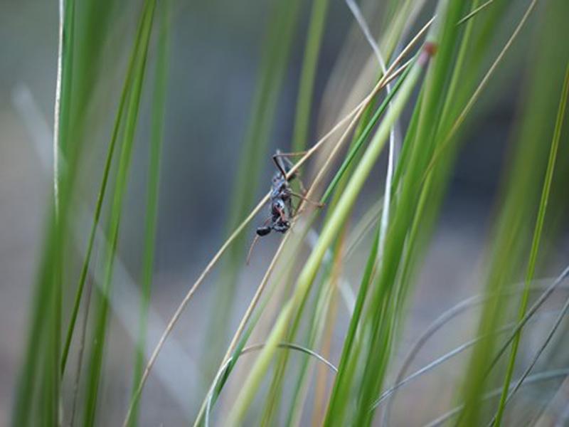Ameisen im Rasen  Ameisen im Rasen