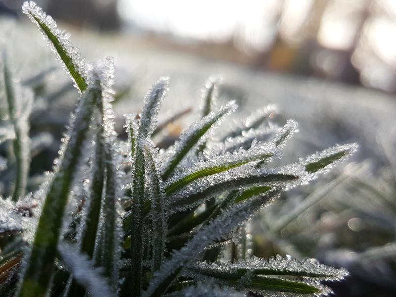 Rasen im Winter Rasen im Winter