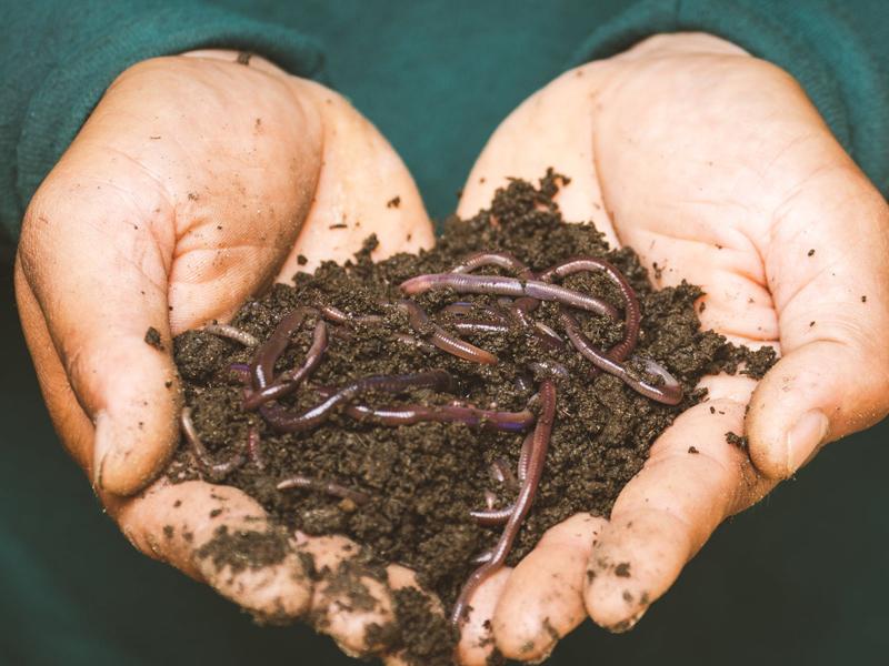 Regenwürmer Regenwürmer