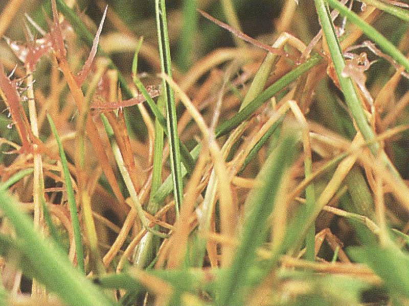 Rotspitzigkeit Rotspitzigkeit