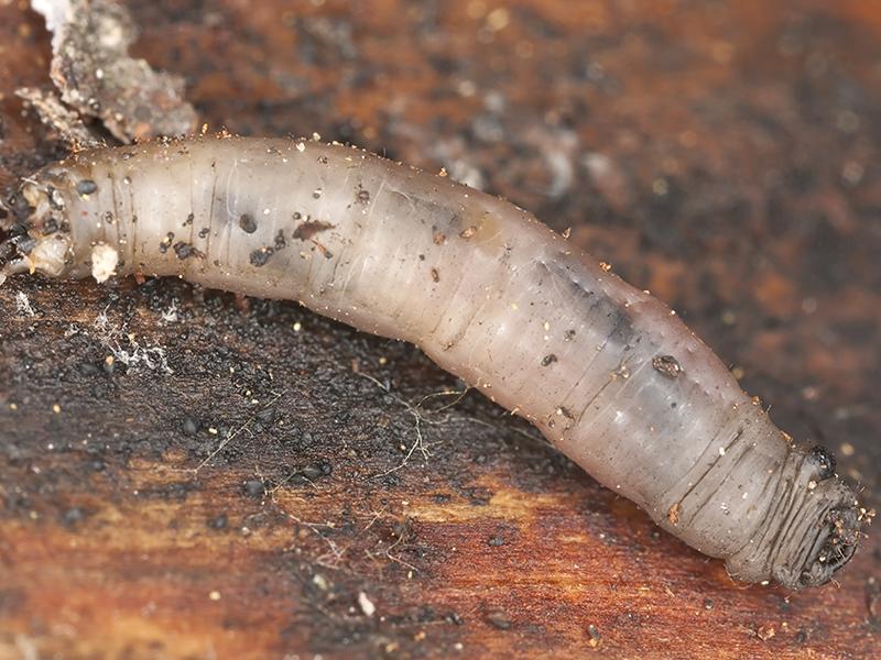 Trauermückenlarven Trauermückenlarven