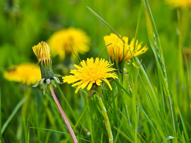 Unkraut im Rasen bekämpfen   Unkraut im Rasen bekämpfen