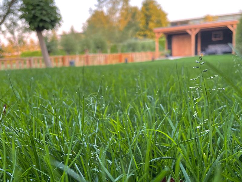 Vorteile von Rollrasen im Garten Vorteile von Rollrasen im Garten