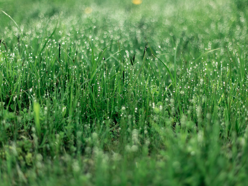 Was tun bei Wasser-Überschwemmungen in Ihrem Garten? Was tun bei Wasser-Überschwemmungen in Ihrem Garten?