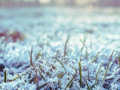 Rasenpflege im Winter