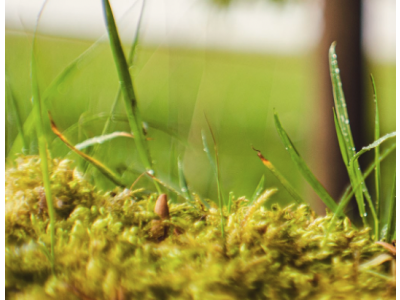 Moos im Rasen Winter