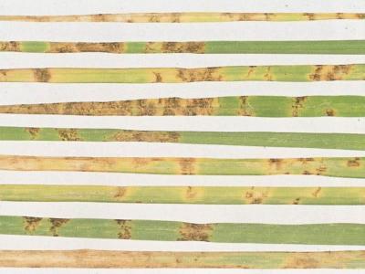 Blattfleckenkrankheiten