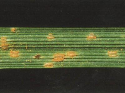 Brauner Rostpilz