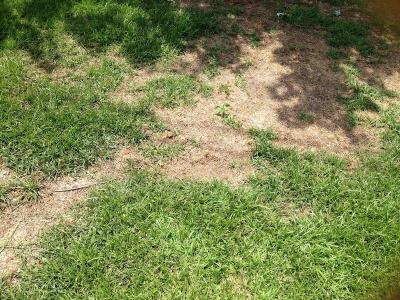 Kahle Stellen im Rasen reparieren