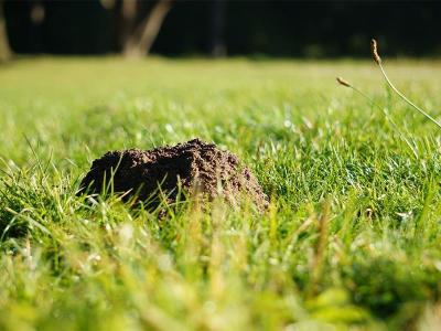 Maulwurfshügel im Rasen beseitigen