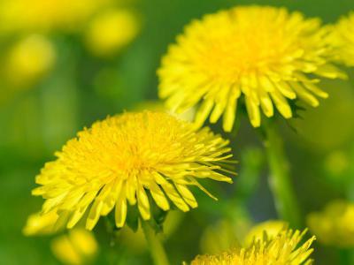 Löwenzahn im Rasen dauerhaft entfernen