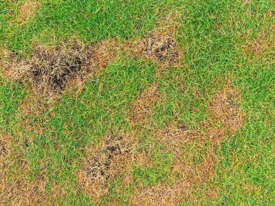 Brauner Rasen in Ihrem Garten