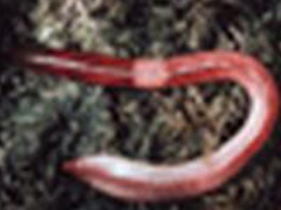 Rasenpedia - Rasenkrankheiten