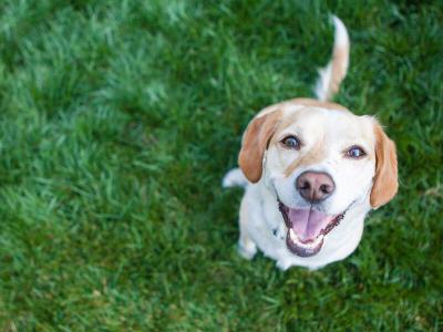 Der beste Rollrasen für Hunde