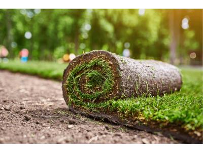 Rollrasen auf alten Rasen verlegen