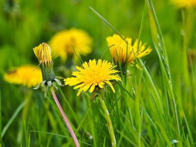 Unkraut im Rasen bekämpfen