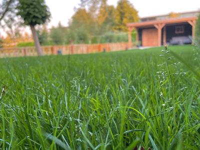 Vorteile von Rollrasen im Garten