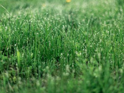 Was tun bei Wasser-Überschwemmungen in Ihrem Garten?