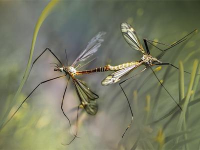 Nematoden zur Bekämpfung von Tipula-Larven, Trauermückenlarven und Engerlinge