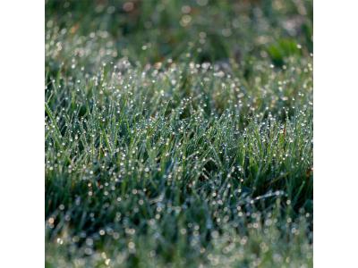 Tau auf einer grünen Rasenfläche.