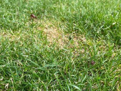 Die 7 häufigsten Gründe für gelbe Flecken im Rasen