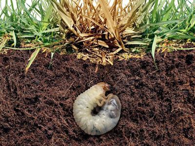 Engerlinge bekämpfen mit Nematoden