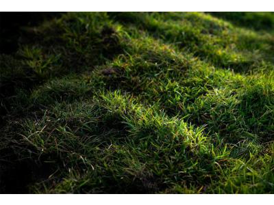 Rasen mit Schatten und wenig Sonnenlicht im Winter