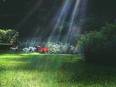 Rasen von der Sonne verbrannt