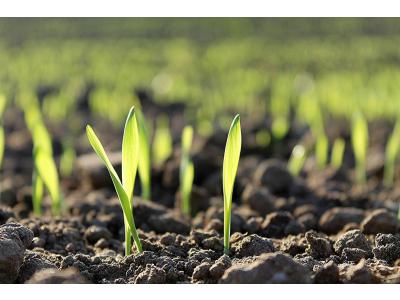 Gärtner verteilt Grassamen im September