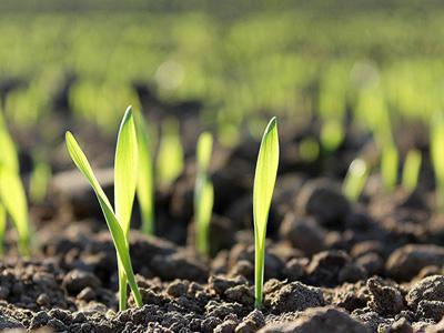 Gärtner verteilt Grassamen im September