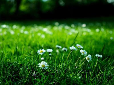 Mai Nicht Mähen: Ihren Rasen im Mai nicht zu mähen, eine gute Idee oder nicht? | Profi-rasen.de