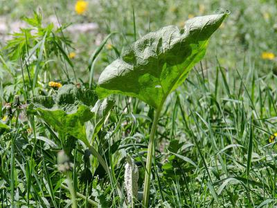 Umweltfreundliche Unkrautbekämpfung | Profi-rasen.de