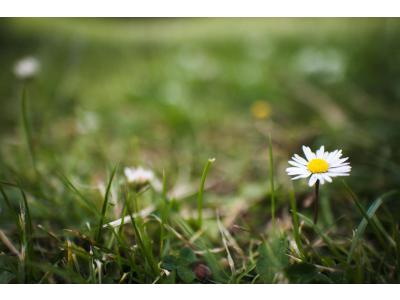 Unkraut im Rasen erkennen und effektiv entfernen