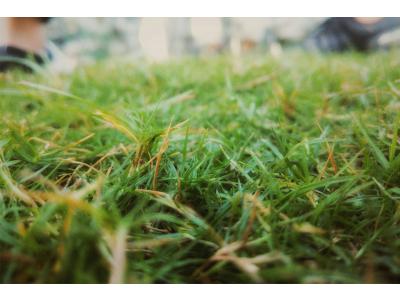 So erholt sich Ihr Rasen nach großer Hitze