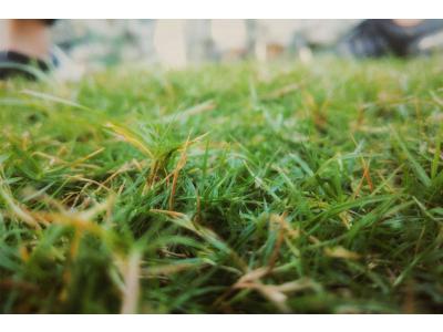 So erholt sich Ihr Rasen nach großer Hitze