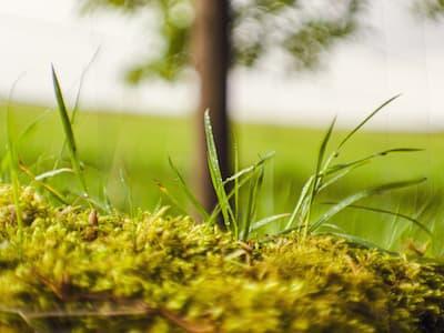 Moosbildung verhindern