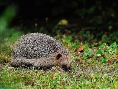 Was tun mit einem Igel im Garten | Profi-rasen