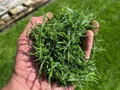 Wohin mit dem Rasenschnitt nach dem Mähen?