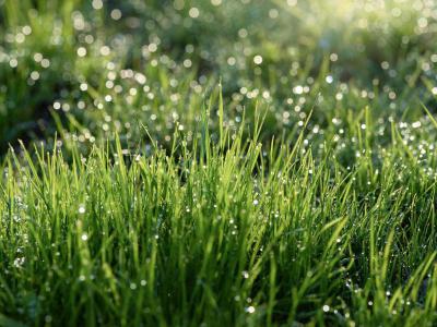 4 Tipps zum Wasser sparen beim Bewässern Ihres Rasens