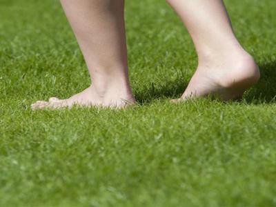 Welche Rasensorte soll ich bestellen?