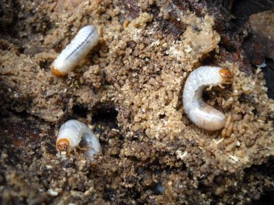Wieder auf Lager: Nematoden gegen Engerlinge