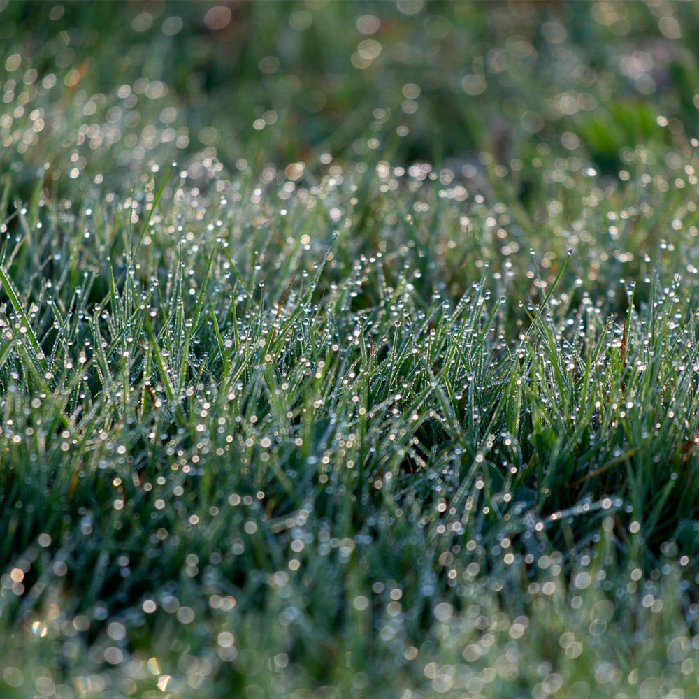 Tau auf frischem Rasen am Morgen Tau auf einer grünen Rasenfläche.