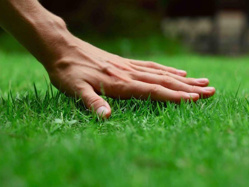 Bester Rasenduenger herbstlaub-entfernen