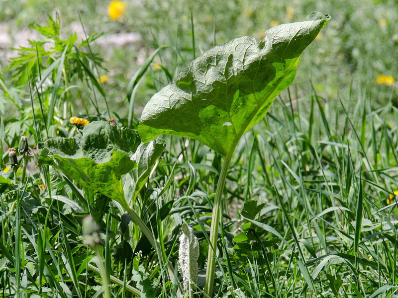 Umweltfreundliche Unkrautbekämpfung | Profi-rasen.de Umweltfreundliche Unkrautbekämpfung | Profi-rasen.de