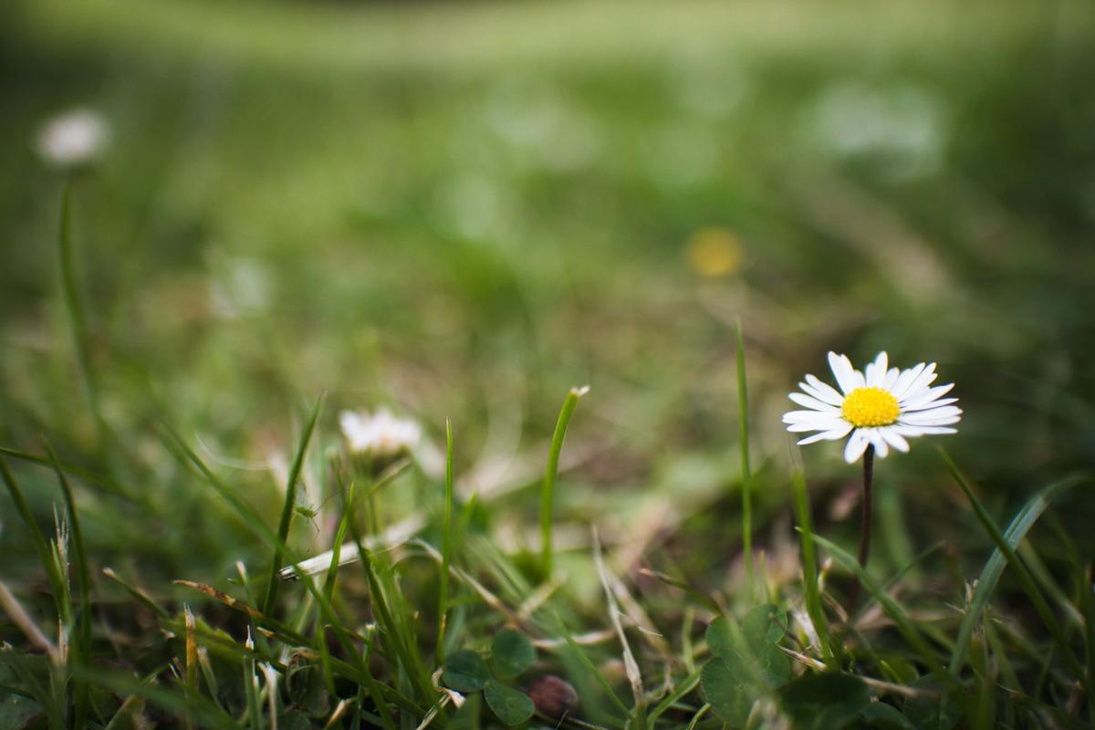 Ärger mit Unkraut im Rasen? Wie man sie erkennt und bekämpft | Hendriks Profi-Rasen Unkraut im Rasen erkennen und effektiv entfernen