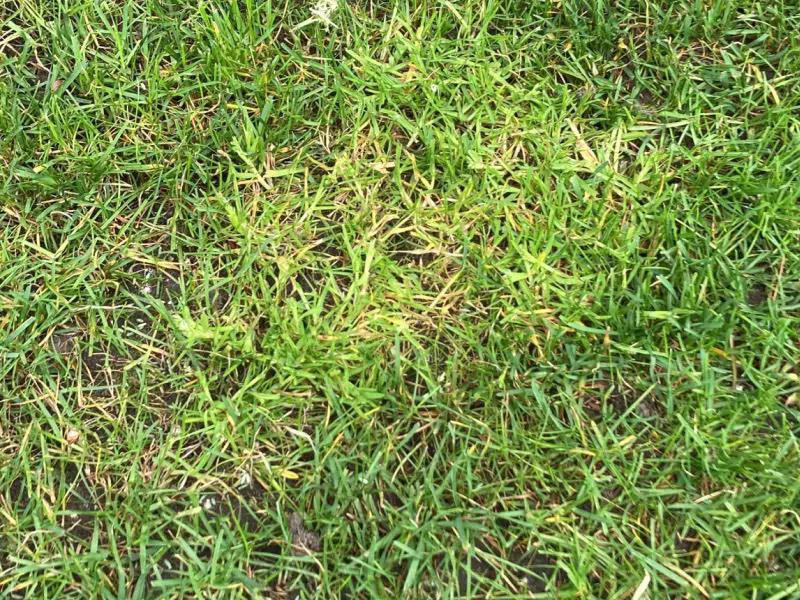 Barfuß im Rasen laufen ist gut für die Gesundheit Barfuß im Rasen laufen ist gut für die Gesundheit